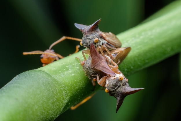 Centrotus cornutus lub treehoppers na gałęzi