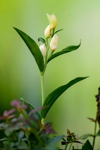 Cephalanthera damasonium storczyk naziemny z rodziny Orchidaceae
