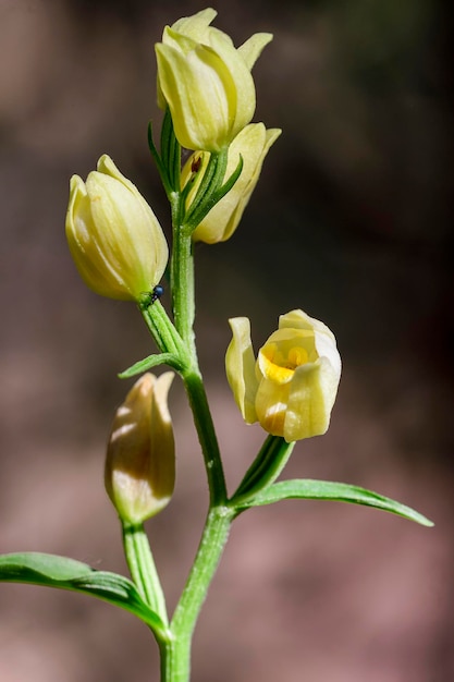 Cephalanthera damasonium storczyk naziemny z rodziny Orchidaceae