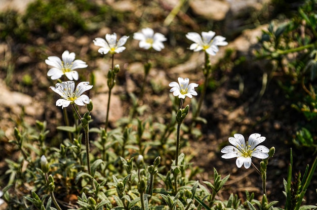 Cerastium- białe kwiaty