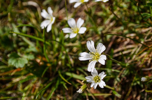 Cerastium- białe kwiaty