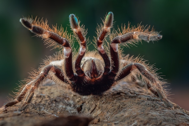 Ceratogyrus darlingi gotowy do ataku