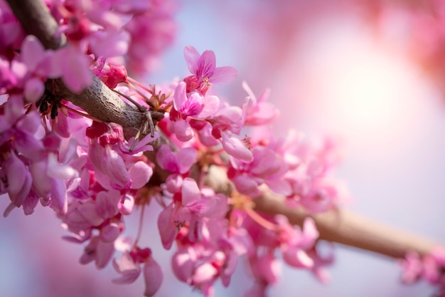 Cercis canadensis kanadyjski szkarłatny, różowe kwiaty makro,