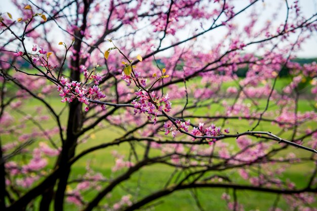 Cercis European, European Tsertsis lub Judas tree