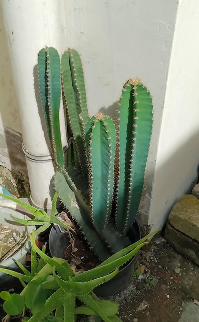 Cereus jamacaru kaktus