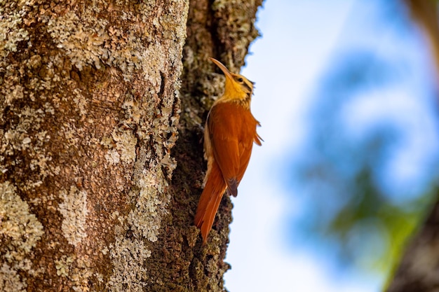 Cerrado Woodcreeper Lepidocolaptes angustirostris to gatunek ptaka z Dendrocolaptidae