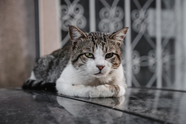 Cętkowany kot uliczny leżący na schodach. Koty Gurzuf