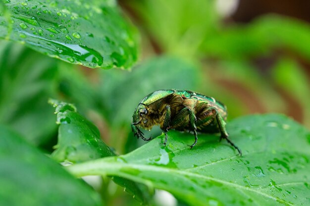 Cetonia aurata zielony liść