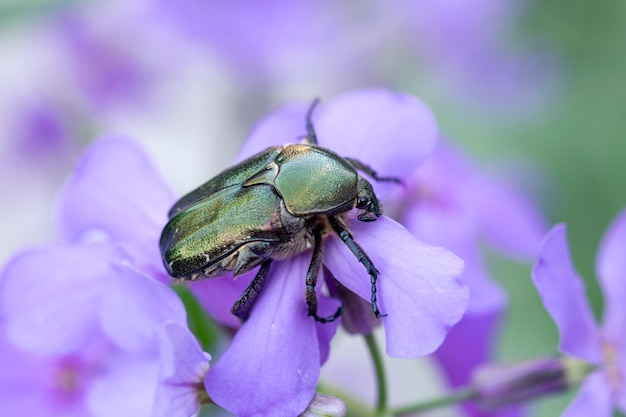 Cetonia aurata złocisty chrząszcz na płatkach fioletowego kwiatu Piękno natury