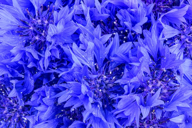 Zdjęcie chabry tło. zbliżenie niebieskie kwiaty.