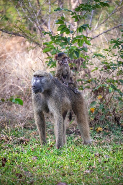 Chacma Pawian Botswana Afryka