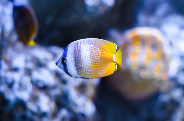 Chaetodon kleinii, znany jako czarnoskórny motyl