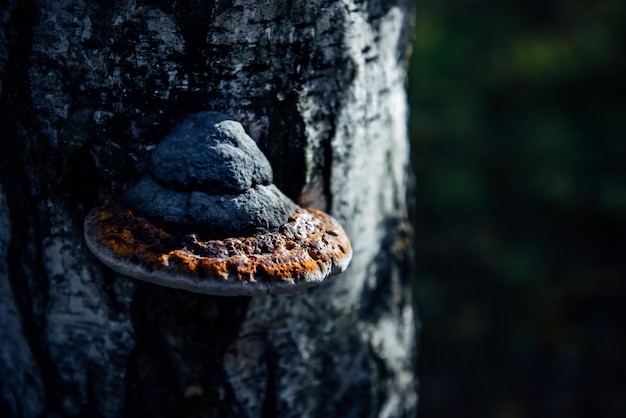 Chaga Drzewo Grzyb Na Starym Pniu Drzewa. Grzyb Tinder Na Brzozie, Z Bliska. Niewyraźne Tło Bokeh.