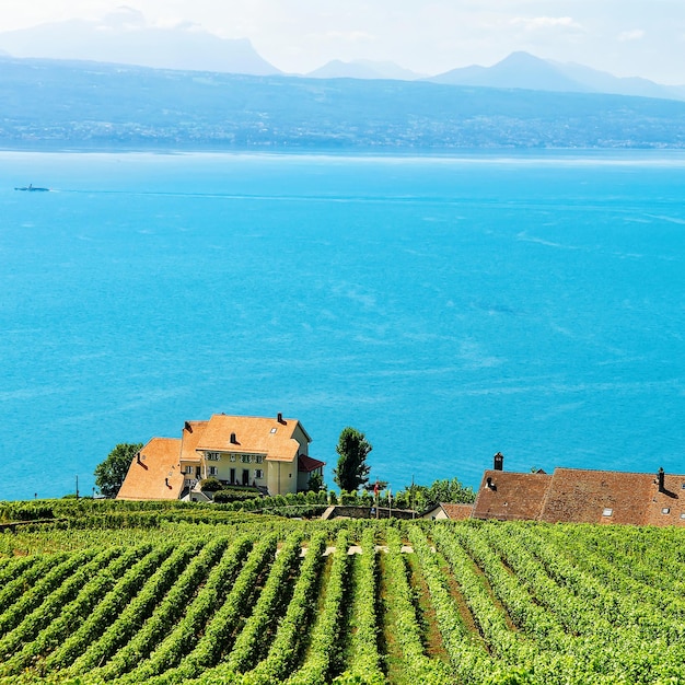 Chalets w Vineyard Terraces szlak turystyczny Lavaux, Jezioro Genewskie i szwajcarskie góry, dzielnica Lavaux-Oron w Szwajcarii