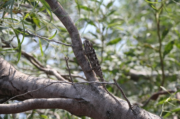 Zdjęcie chameleon lizard skupia się na aparacie na wolności.