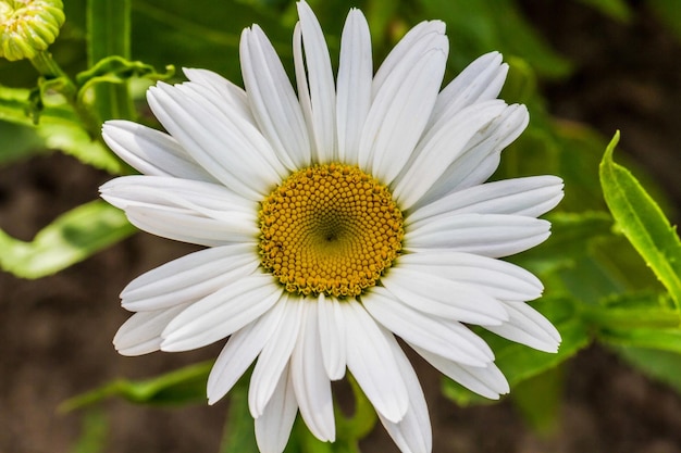 Chamomile Kwiat W Ogródzie