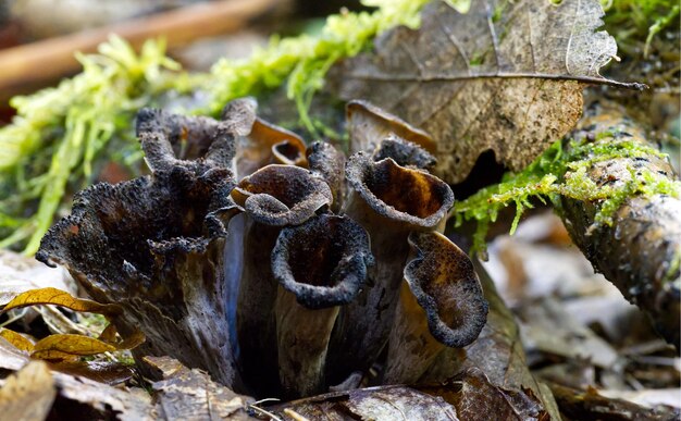 Zdjęcie champignons en sous bois