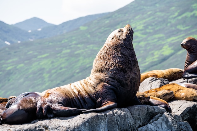 Charakter Kamczatki: świergot Steller Sea Lion lub Northern Sea Lion (Eumetopias Jubatus).