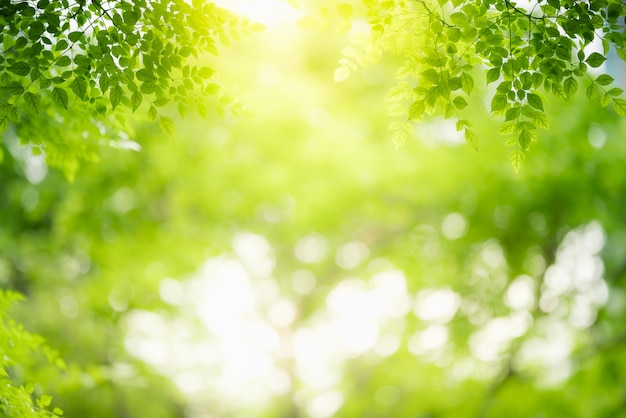 Zdjęcie charakter zielonych liści w ogrodzie w lecie. naturalne zielone liście rośliny wykorzystujące jako wiosenne tło strony tytułowej zieleń środowisko ekologia tapeta