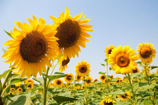 Charków Ukraina Pola słoneczników ze słonecznikiem kwitną na tle nieba w słoneczne dni i upały Słonecznik to popularne pole uprawiane pod produkcję oleju roślinnego