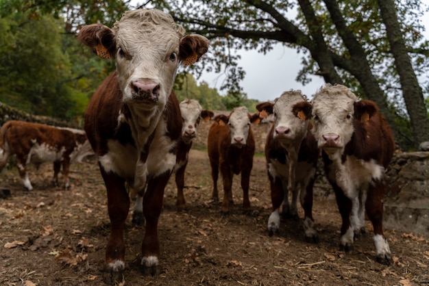 Charolais i cielęta w limuzynie na farmie pastwiskowej, patrząc w kamerę