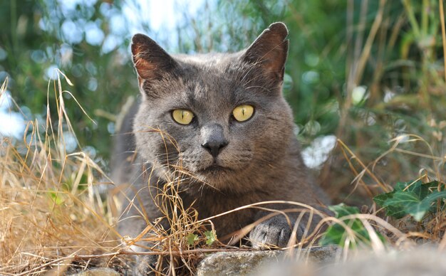 Chartreux cat