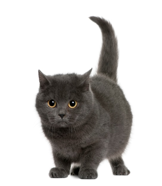 Chartreux