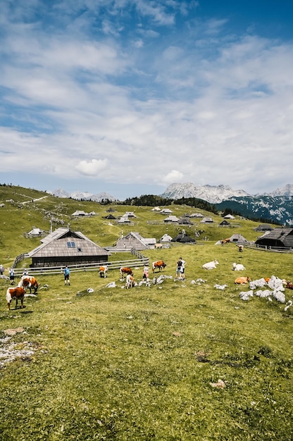 Chata górska lub dom na wzgórzu Velika Planina alpejski krajobraz łąki Rolnictwo ekologiczne Cel podróży dla rodzinnych wędrówek Alpy Kamnickie Słowenia Wielki Płaskowyż