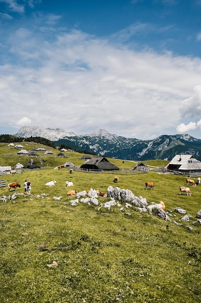 Chata górska lub dom na wzgórzu Velika Planina alpejski krajobraz łąki Rolnictwo ekologiczne Cel podróży dla rodzinnych wędrówek Alpy Kamnickie Słowenia Wielki Płaskowyż