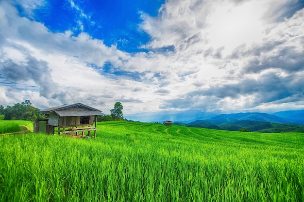 chata i zielony tarasowy ryż pole z mgłą na ranku w Pa Bong Pieng