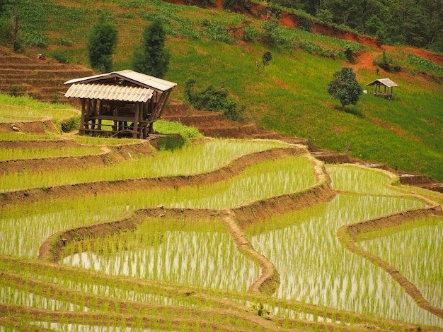 Chatka na polu kroku