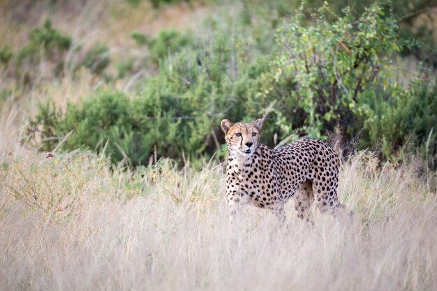 Cheetah spaceruje po wysokiej trawie sawanny w poszukiwaniu czegoś do jedzenia