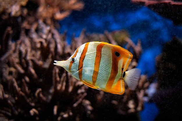 chelmon rostratus Copperband Butterflyfish