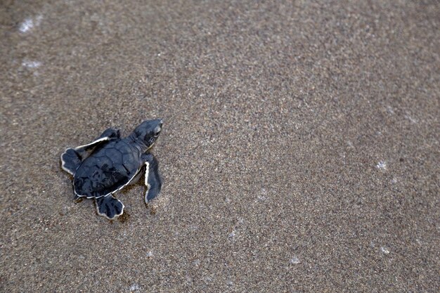 Chelonia Mydas. Nowonarodzony żółw czarny zielony morski biegający po piaskach plaży w Morzu Śródziemnym