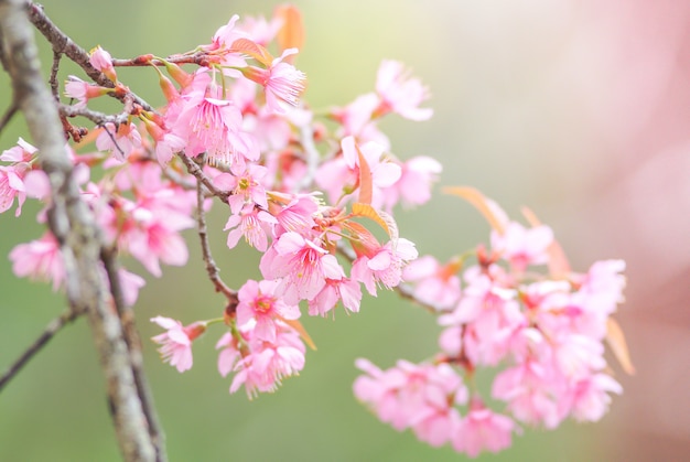 Cherry Blossom na wiosnę z nieostrością