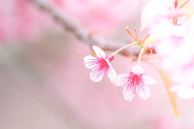 Cherry Blossom na wiosnę z nieostrością