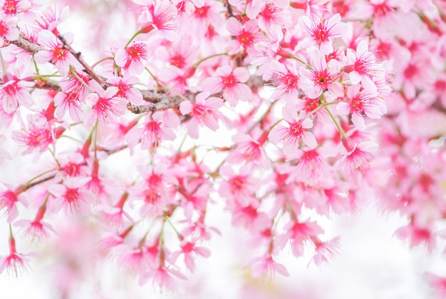 Cherry Blossom Na Wiosnę Z Nieostrością