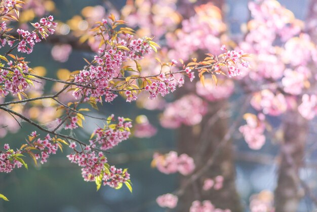 Cherry Blossom na wiosnę z nieostrością