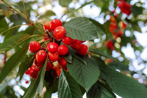 Cherry Harvest Cherry Berry na gałęzi drzewa wiśni Dojrzałe czerwone wiśnie Zbiory owoców Bliska