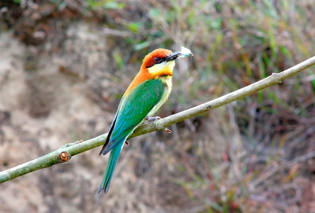 Chestnut-headed Bee-zjadacz Merops Beautiful Birds of Thailand