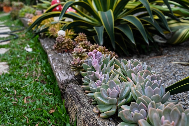 Cheveria sp simonoasa Powder Puff to sukulent