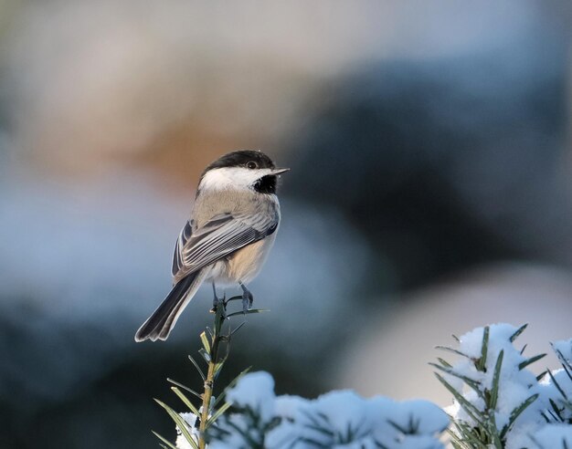 Zdjęcie chickadee siedzący