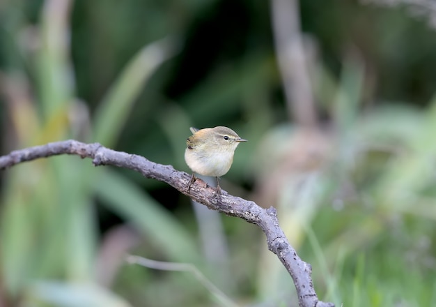 Chiffchaff (Phylloscopus collybita) siedzi na gałęzi otoczony żółtymi jesiennymi liśćmi