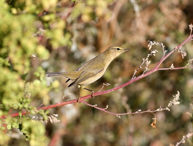 Chiffchaff pospolity (Phylloscopus collybita) występuje z bliska w swoim naturalnym środowisku. Ptak kąpie się w delikatnym porannym świetle.