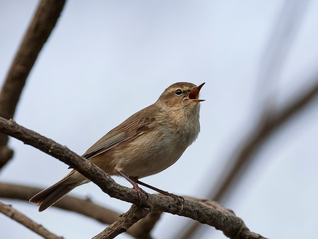 Chiffchaff zwyczajny (Phylloscopus collybita)