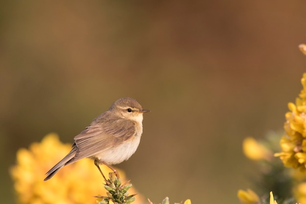 Chiffchaff!