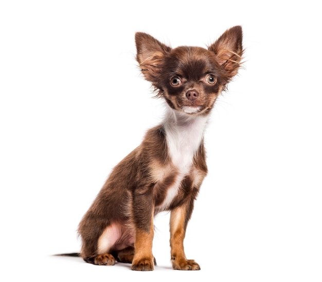 Chihuahua, 4 miesiące, siedzący na białym tle