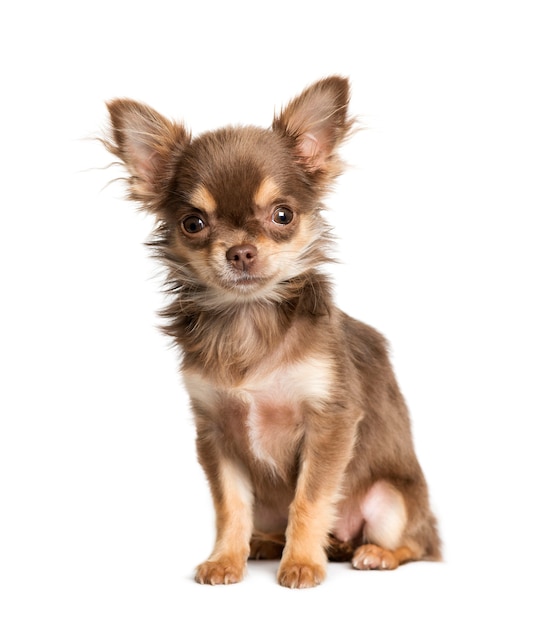 Chihuahua, 5 miesięcy, siedzący na białym tle