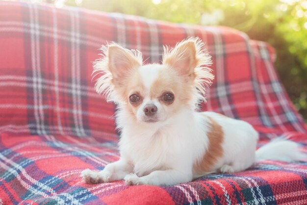 Chihuahua biały z czerwonym zabarwieniem na kocu na kanapie w ogrodzie Młody pies odpoczywa