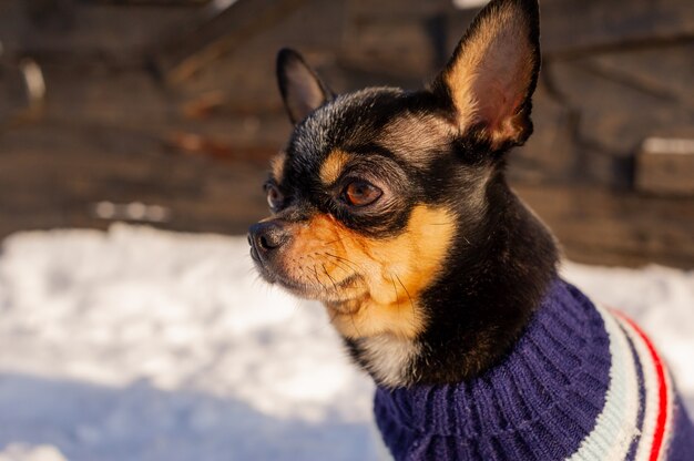 Chihuahua chodzenie po śniegu. Chihuahua w zimowe ubrania na śniegu